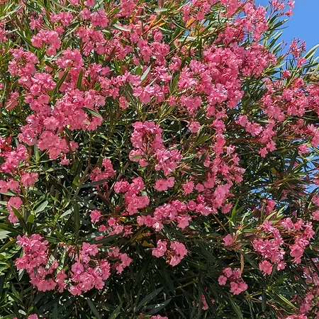 Maison Du Marais Vendéen