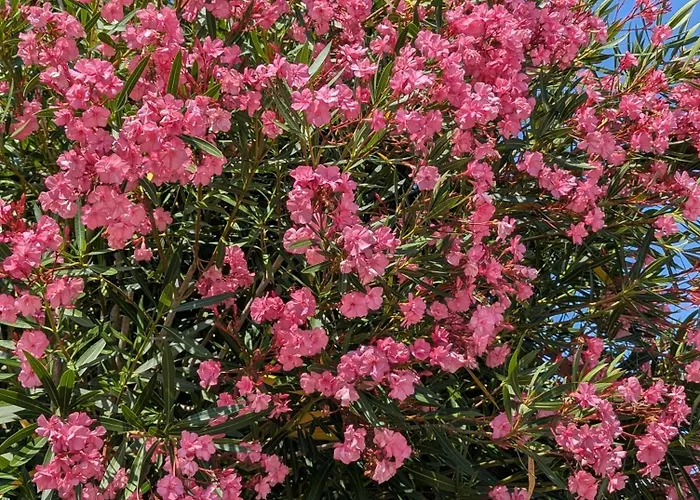 Maison Du Marais Vendeen